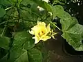 Hojas y flores