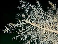 Halecium muricatum (Haleciidae)