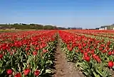 Halfweg, el campo con tulipanes rojas