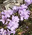 Hemiandra(Hemiandra pungens)