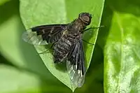 2016.06.18.-01-Bonadieshafen Friesenheimer Insel Mannheim--Wollschweber-Hemipenthes morio