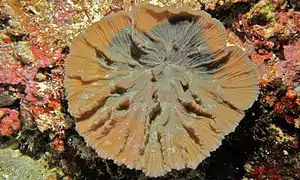 Pólipo individual de P. paeonia