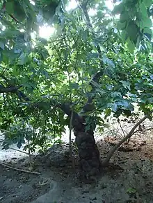 Higuera bajo la cual escribía y pasaba sus ratos Miguel Hernández.