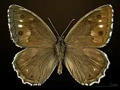 ♂