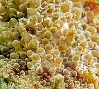 Detalle de Hoplodoris nodulosa