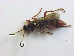 Ichneumon laetus hembra