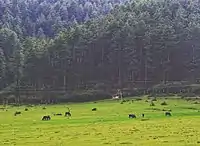 Afueras de Jiri, Nepal 2019