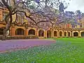 Árbol jacaranda dentro del Quadrangle