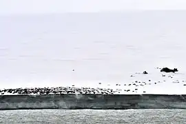Isla Komsomolets:barriles de petróleo vacíos en el cabo Ártico (isla Komsomolets; 81°15‘N, 95°39‘E).