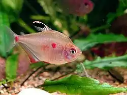 Hyphessobrycon erythrostigma.