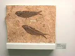 Knightia en el Museo de Historia Natural de Míchigan