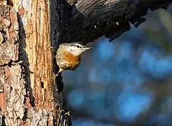 Trepador de Krüper (S. krueperi)