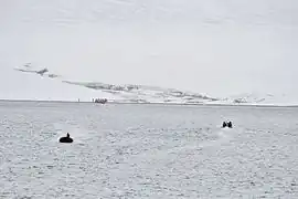 Bahía Krenkel, costa oriental de la isla Komsomolets (80°40’N, 97°30‘O)