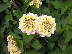 Lantana camara