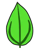 Venación acródroma, en este caso imperfecta y basal.