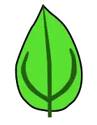 Venación acródroma, imperfecta y suprabasal.