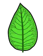 Venación camptódroma reticulódroma.