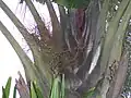 Hojas con inflorescencias