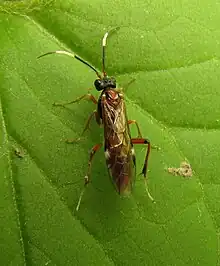 Leucopelmonus annulicornis