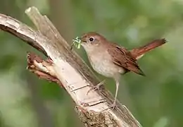 Un ruiseñor común (Luscinia megarhynchos), llevando gusanos en su pico