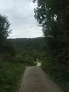 El camino entre bosques.