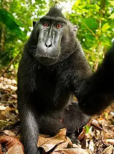 El selfi de un macaco negro crestado fue objeto de una disputa entre la Fundación Wikimedia y el fotógrafo que reclama derechos de autor.