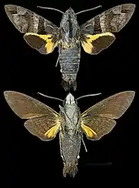 Macroglossum heliophila'