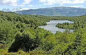 Bosque subpolar magallánico en Chile