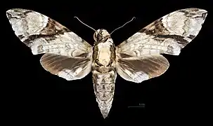 Megacorma obliqua  ♀