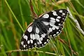 Melanargia galathea