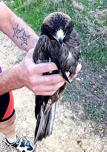 Milano negro con un ala rota en Santo Domingo de Pirón