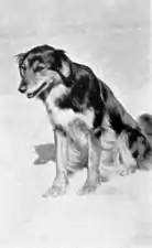 Mona, el perro pastor de los Irving.