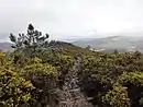 Monte Aloia
