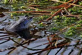 Macho de rana moro en el Pietzmoor durante la época de desove