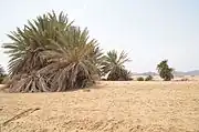 Área protegida de Nabq