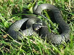 Culebra de collar