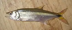 Oligosarcus robustus.