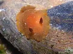 Doriopsilla carneola