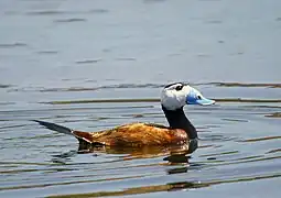 Pato de cabeza blanca