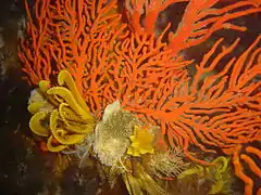 T. carinata anclada a una gorgonia Leptogorgia palma