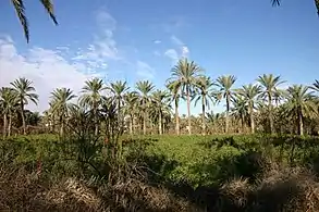 Oasis de Gabes.