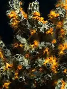 Parazoanthus swiftii creciendo sobre esponja Iotrochota birotulata