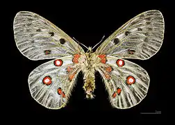 Hembra (vista ventral)