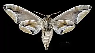 Parum colligata ♀ △