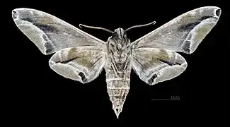 Parum colligata ♂ △