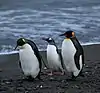 Pingüino