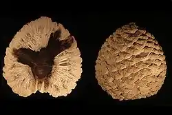 Cono petrificado de Araucaria mirabilis de la Patagonia, Argentina  del período Jurásico (210 Ma aprox.)