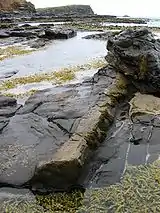Árbol petrificado en Curio Bay.