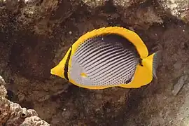 Chaetodon melannotus