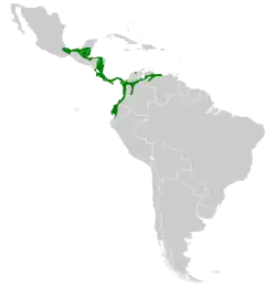 Distribución geográfica del ermitaño gorjiestriado.